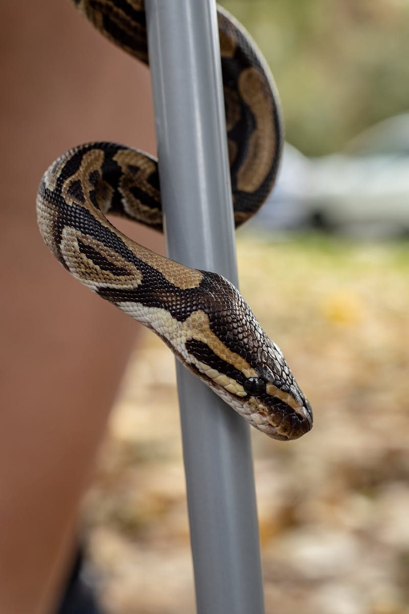 Detailed image of a ball python snake wrapped around a rod in an outdoor setting.